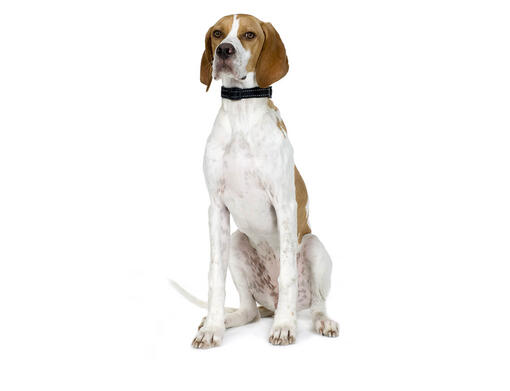 White pointer hot sale dog